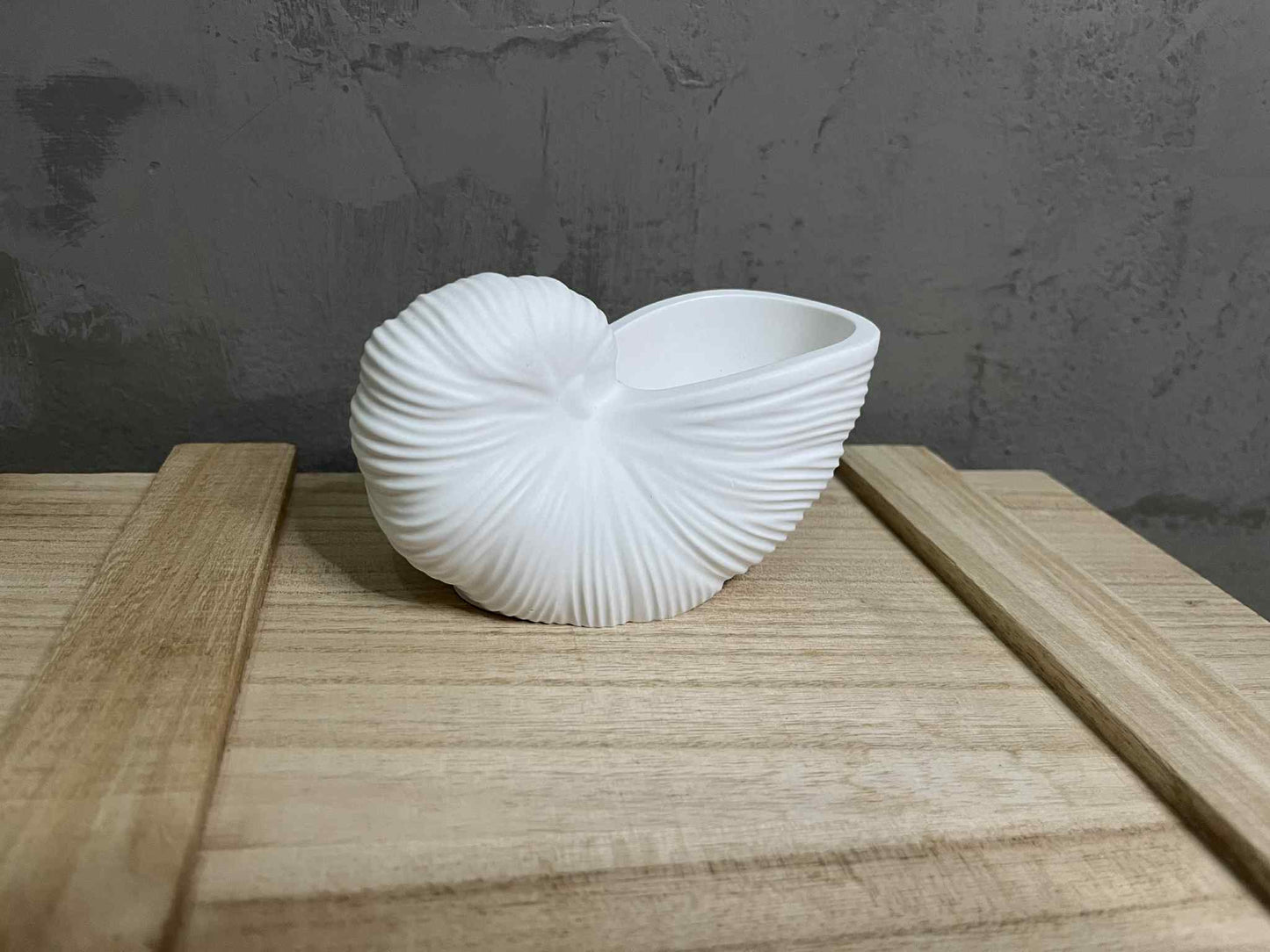 Κοχύλι Πορσελάνης Λευκό