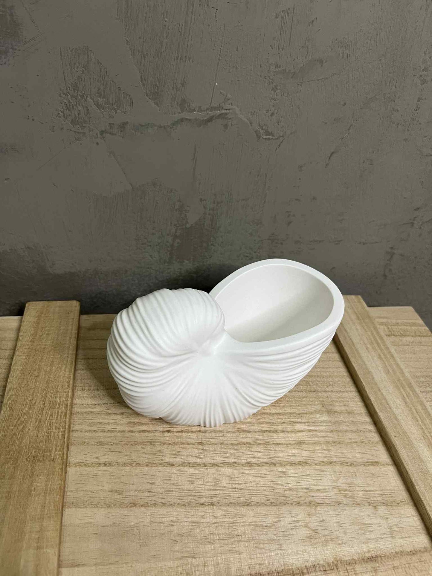 Κοχύλι Πορσελάνης Λευκό